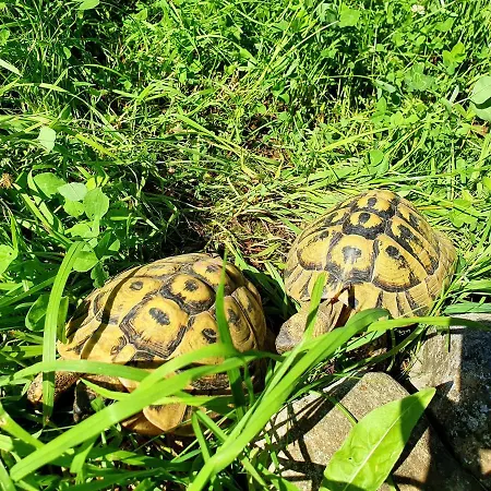 Appartement Haus Leitner